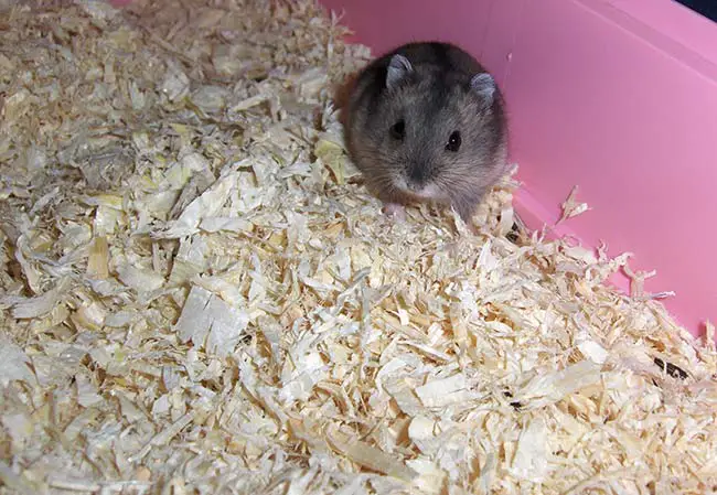 Image result for hamster bedding