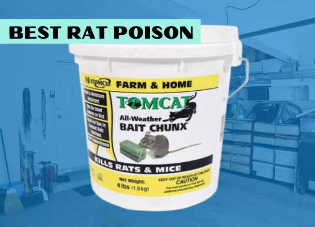 Best Rat Poison